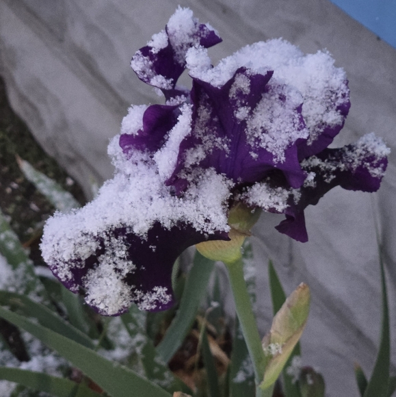 ⚾️⚾️ PLEASE.... no low balling... - Picture 3 of 16